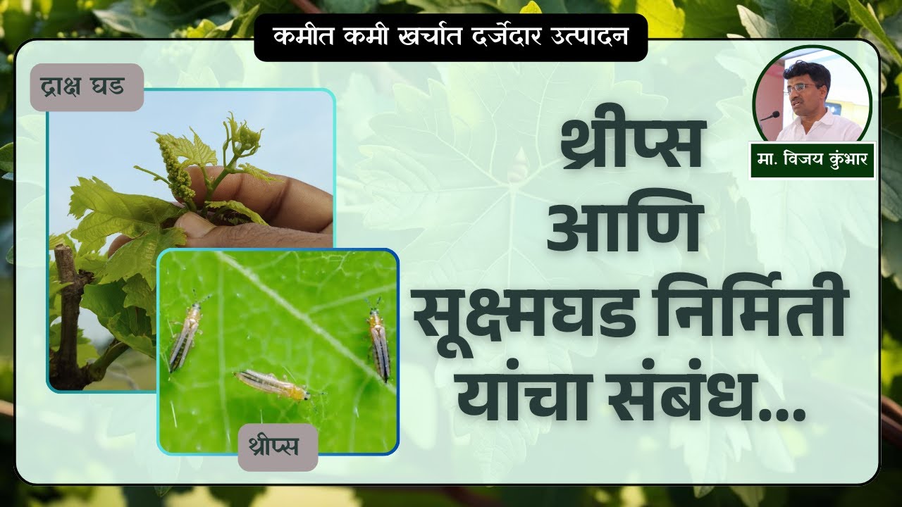 थ्रीप्स आणि सूक्ष्मघड निर्मिती यांचा संबंध. काय काळजी घ्यावी ? |@VijayKumbharYashAgroLab  #द्राक्षे