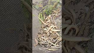 Download Lagu Amazing Eel Fishing Video MP3