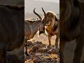 Markhor vs Lion 😱 #wildlife #shorts #viral
