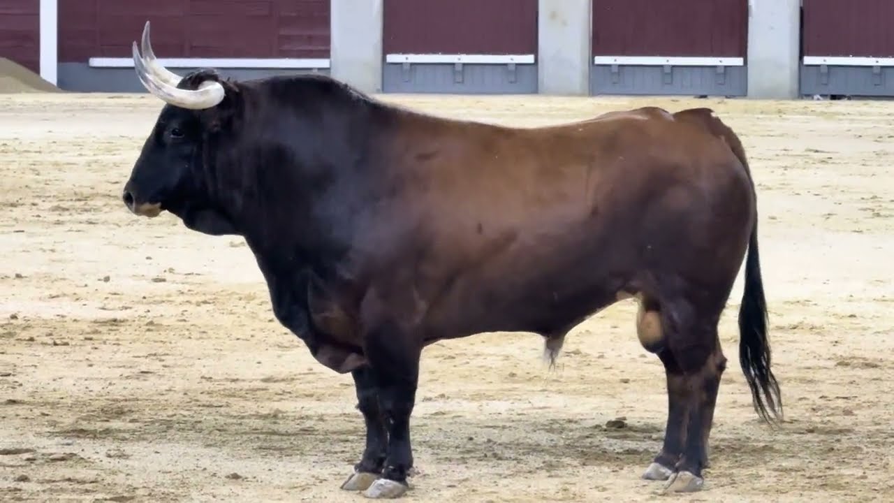 Salida 4º toro (sobrero) de GUADAJIRA: 