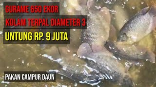 GURAME 650 EKOR KOLAM TERPAL DIAMETER 3 - UNTUNG 9 JUTA, Pakan Campur Daun'