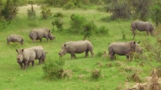 🦏 What exactly is a "Crash" of Rhinos?