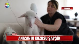 Anasının kuzusu Şapşik