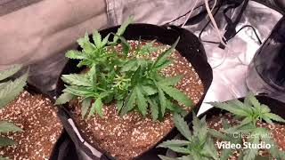 Strawberry cheesecake autos |growing 🍃weed indoors