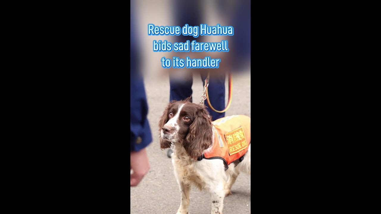 Rescue dog bids sad farewell to its handler