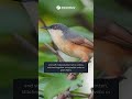 Ashy Prinia is a tiny bird full of energy Zerony