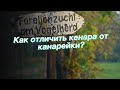 Как отличить кенара от канарейки?