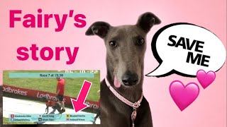 GREYHOUND rescue story. Injured racing greyhound finds loving forever home
