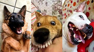 Dogs Videos But Try Not To Laugh🤣😂Part 73