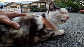 近くに擦り寄ってきて必ず後ろ向きに座る猫がカワイイ
