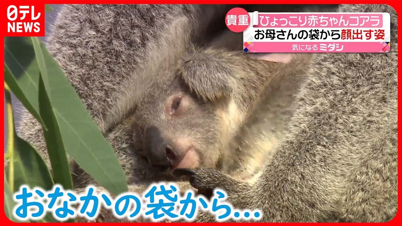 【赤ちゃんコアラ】お母さんの袋の中から“ひょっこり” 今だけの貴重な姿 鹿児島市 - YouTube