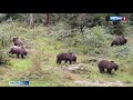 К границе Омска приближаются дикие медведи