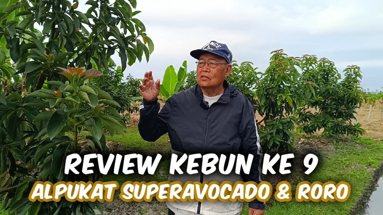 Pertumbuhan & Perkembangan Alpukat Superavokado & Roro Di Lahan Sawah