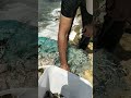 serpme ile balık avı iyi seyirler
