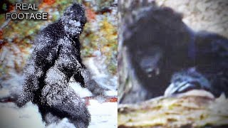 Datos *NEW* Most Believable Cryptid Creature Footage Ever! Guía