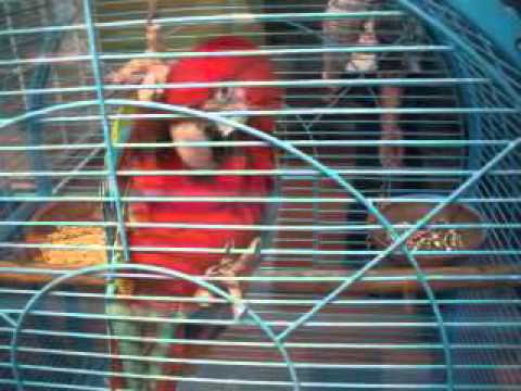 Video: Papagalli Më I Madh Në Botë