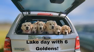 Day at the lake with 6 Goldens + evening walk