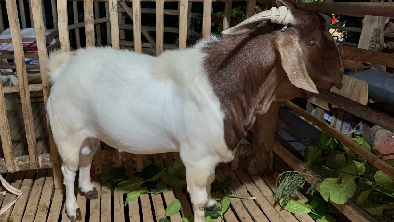 năm mới chúc tất cả ae chăn nuôi thành công . lên  con d.ực lớn kg 