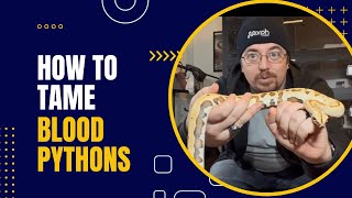 Famous You Won't Believe How Easy It Is to Tame Baby Blood Pythons! Wealth