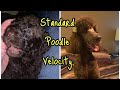 Standard poodle birth to 8 months velocity standard 