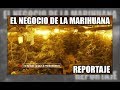 El negocio de la marihuana - Aduanas SVA
