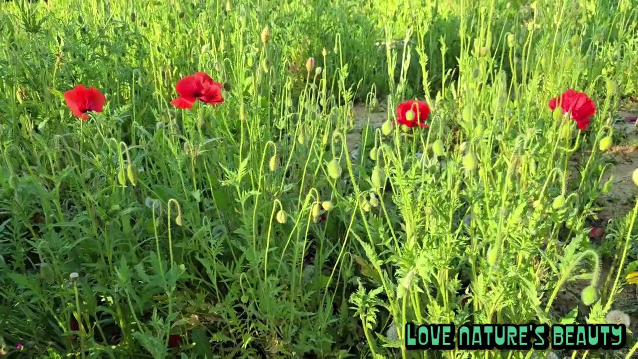 Love natures | Beautiful Opium Poppies Flowering | London Wild Plants | Love nature's beauty