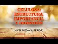 CELULOSA:  ESTRUCTURA, IMPORTANCIA Y DIGESTIÓN