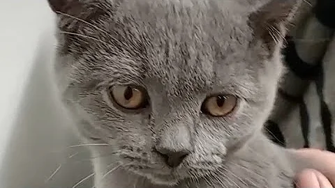 Watch the video about British Blue Kitten