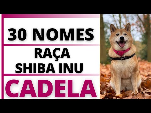 Vídeo: Nomes bonitos e criativos de Shiba Inu da fêmea