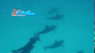 Dolphins encounter in Zanzibar, Tanzania