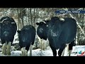 Vacas abandonadas en Chernobyl adoptan comportamiento de animales salvajes