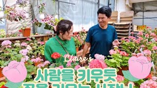 제라늄 꽃 많이 피우는 방법