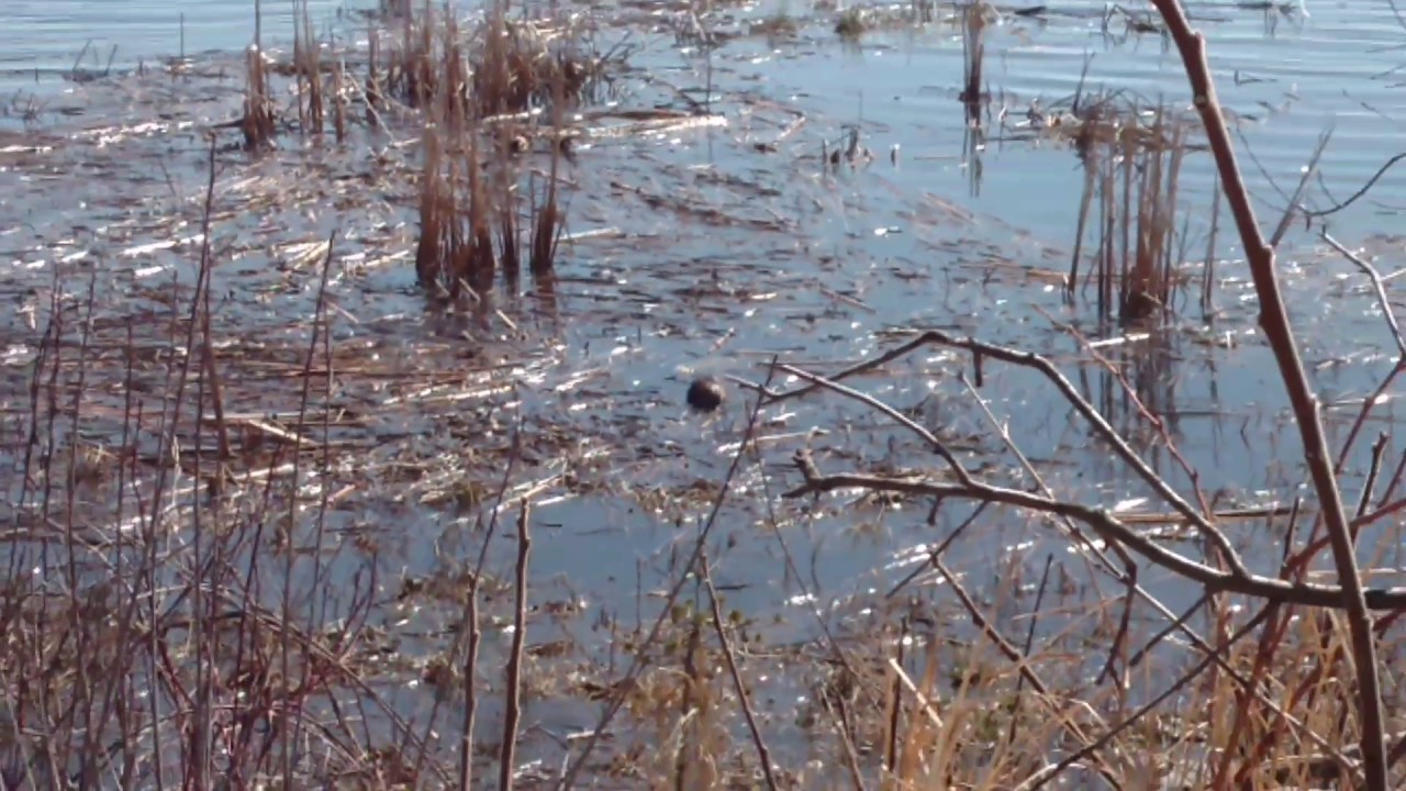 Muskrat eating weeds while male frogs sound ready for mating season YouTube