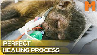 The Unbelievable Resilience of a Tiny Rescued Primate | Monkey Life | Season 16 Episode 6