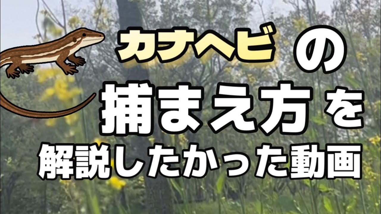 【カナヘビ飼育】カナヘビを捕まえる為に必要な事3選！は最後にまとめてある