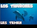 Por Que Los TIBURONES Temen a Los Delfines - BICHORMACION