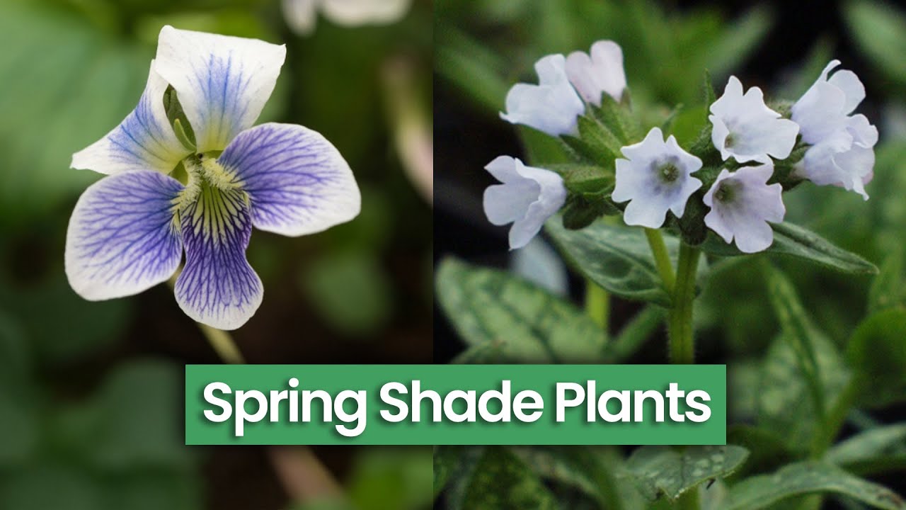 9 Spring Interest Perennials for Shade: Top Picks for 2025