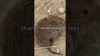 Mole vs Vole:  What is the difference