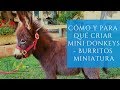 Cómo y Para qué Criar Mini Donkeys - Burritos Miniatura - TvAgro por Juan Gonzalo Angel