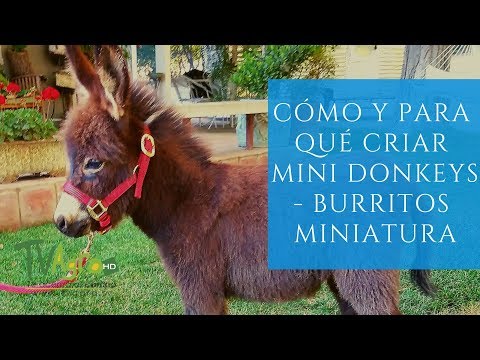 Video: Cómo cuidar a un zorro mascota (con imágenes)