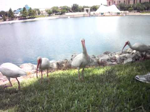 Видео: Изследователите на Ibises 'Flight Precision Stuns