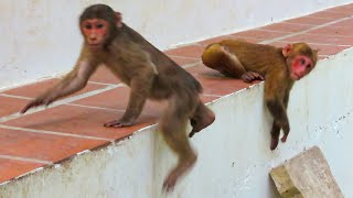 Nice View ! A Baloo monkey have new friend Abandoned monkey / is a red monkey