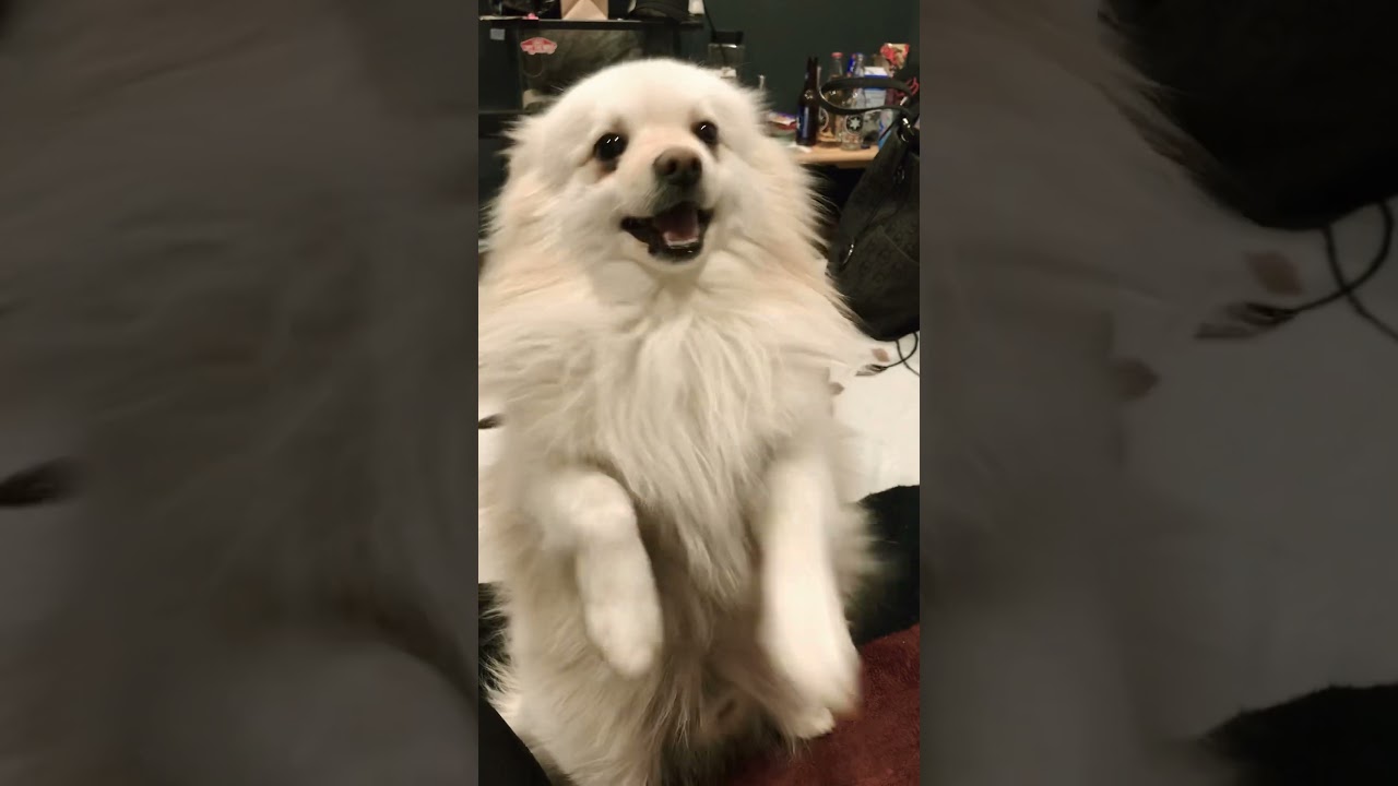 Charming dog says yes to massage 