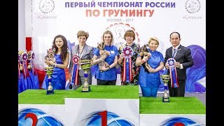 Пэт стрижка йоркширского терьера, бивер йорка Пэт стрижка йоркширского терьера, бивер йорка