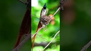 Mother Bird Feeds Her Baby | Wildlife Photography | Canon Wildlife