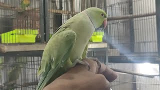 Beautiful Hand Tamed Ringneck Parrot