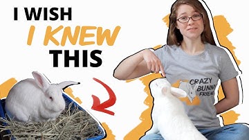 10 Things NO ONE Tells You About Getting a Rabbit