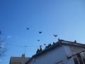Ждановские голуби Грубича Виталика