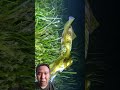 squid underwater cam #squid