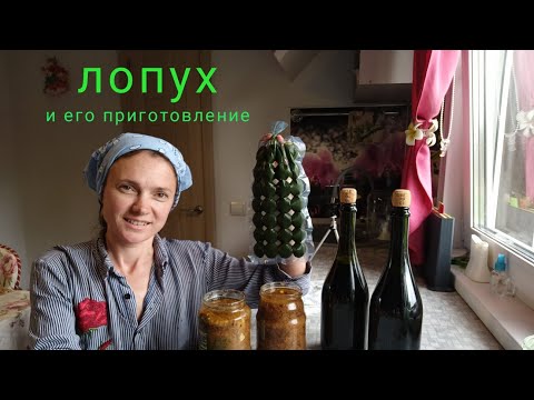 Лопух и его рецепты для здоровья.